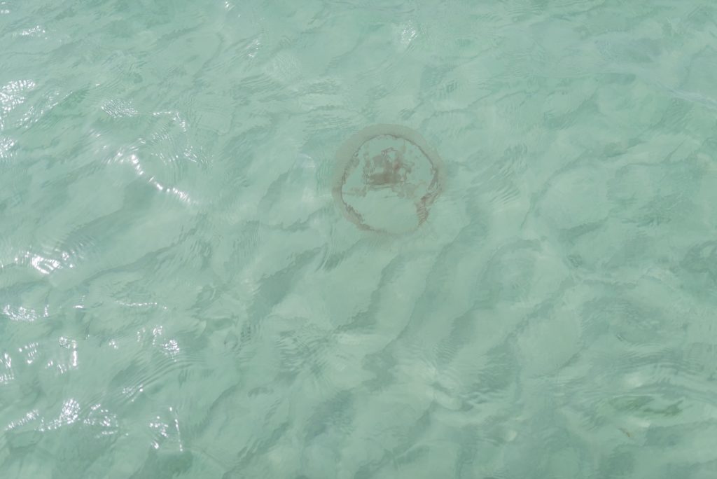 inlet beach fl jellyfish