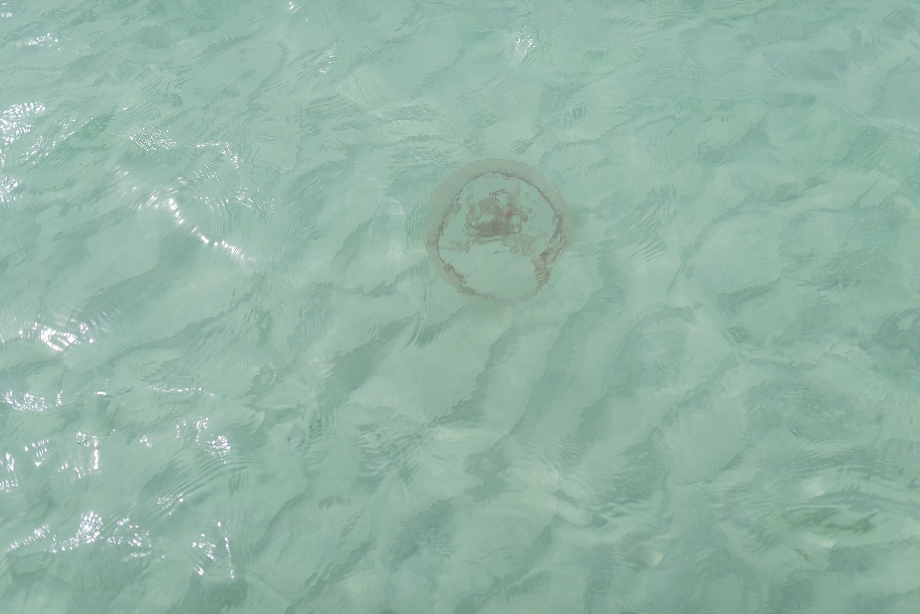 Jellyfish first aid kit Inlet Beach Photographer Ashley Morse Portraits